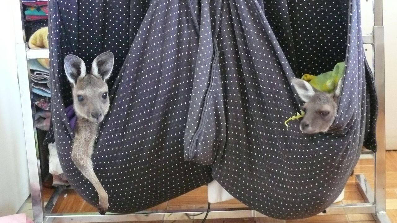 Two kangaroo joeys in homemade "pouches," in Pearce's home in Western Australia.