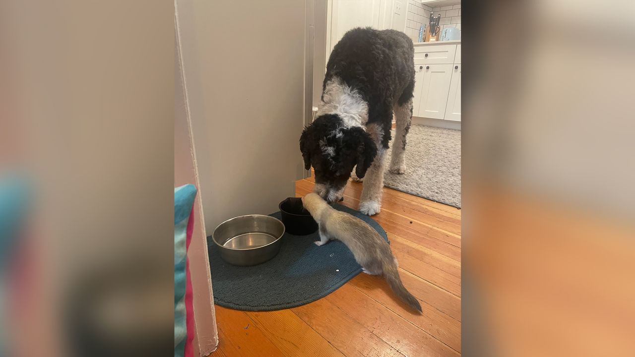Socks the ferret and the family dog.