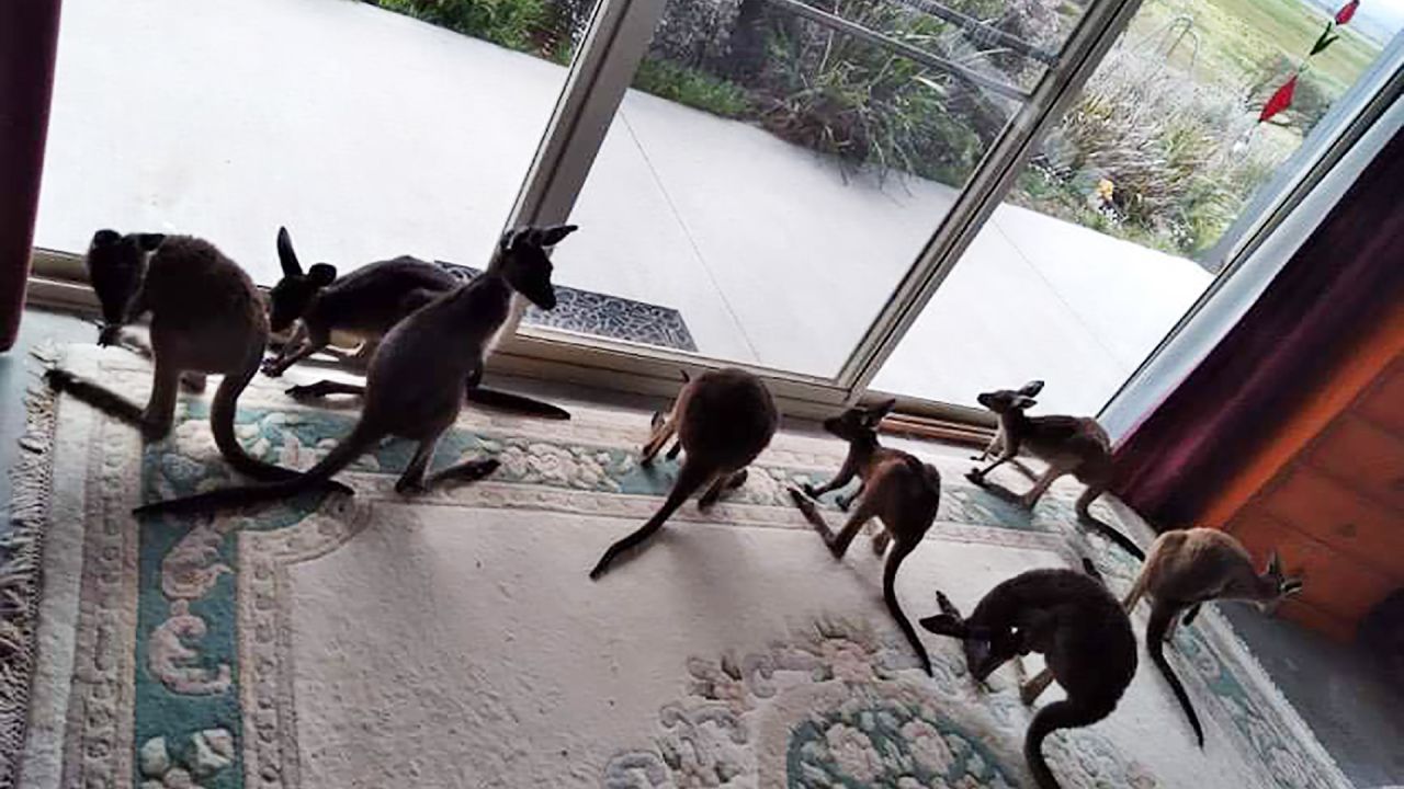 At any given time, there are likely a number of kangaroo joeys, birds, possums, and other wildlife in Pauline Pearce's home.