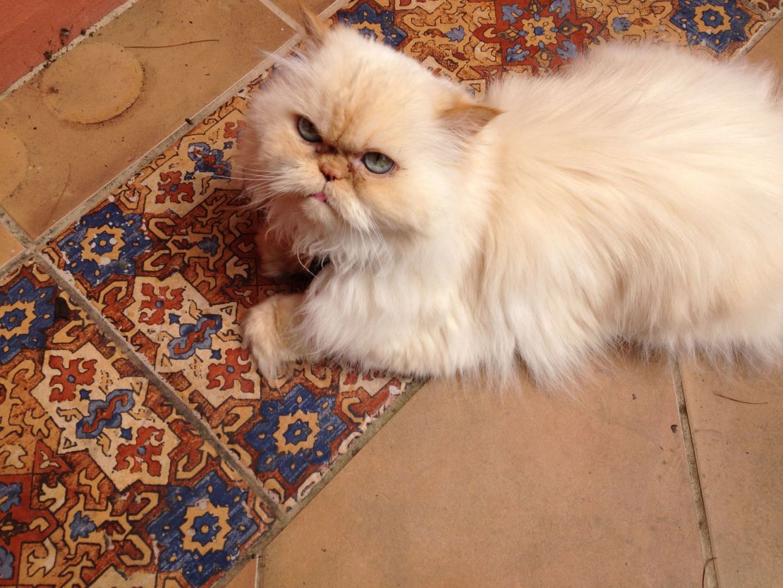 Barg and her husband decided to get more cats after their 18-year-old Himalayan had passed away. 