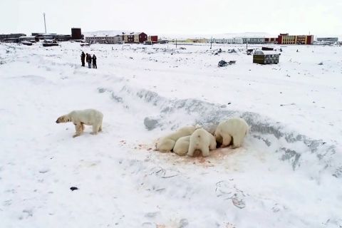 In Ryrkaypiy, a village in Russia's Far Eastern region of Chukotka, polar bears come in close contact with humans in December 2019. Higher than average temperatures driving coastal ice melt prevented over 60 bears from migrating, forcing them to approach the village in search of food.