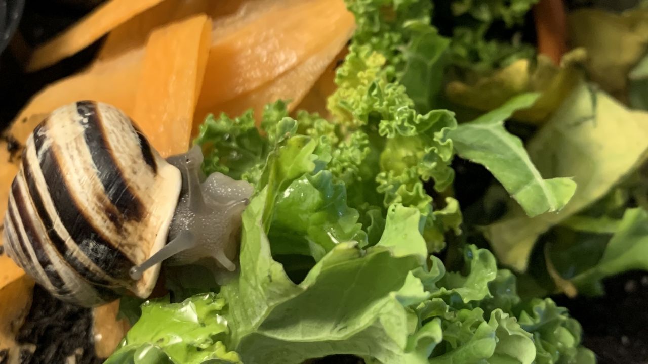 Maple the milk snail munching on greens. Zucchini peels are her favorite.