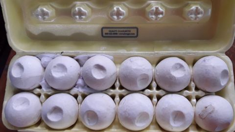 Scientists used a 3D-printer to develop the decoy eggs. 