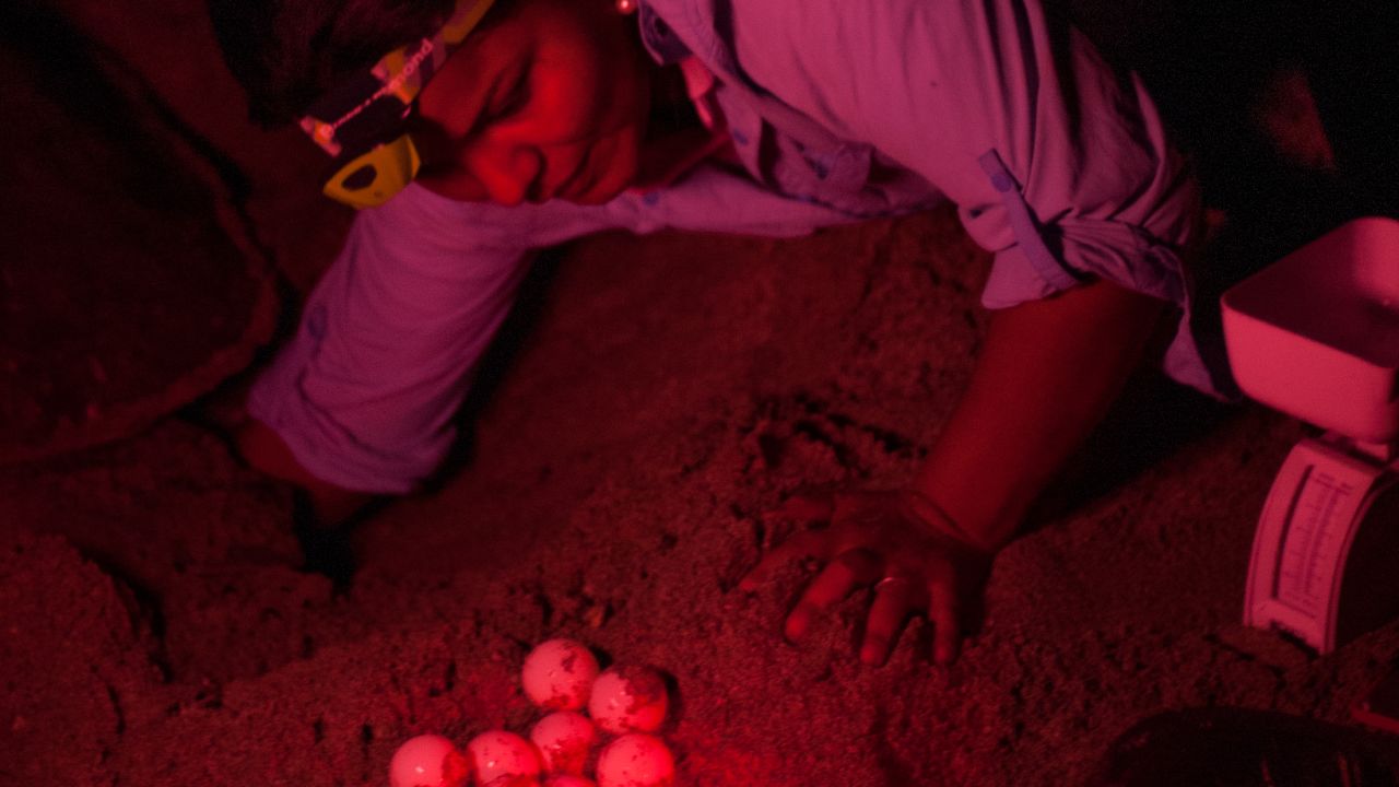 Pheasey and her team inserted the fake eggs into turtle nests during the night.