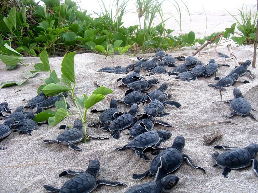 <strong>Olive ridley turtle -- </strong>The decoy eggs can be used to strengthen law enforcement, helping to combat trafficking and protect sea turtle populations.<br />