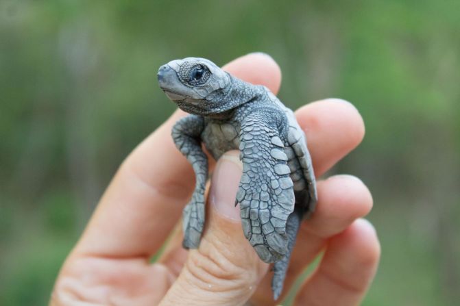 <strong>Olive ridley turtle -- </strong>Sea turtle populations around the world are under increasing threat from factors such as coastal development, overfishing and bycatch (when turtles are caught unintentionally during fishing for other species). The olive ridley -- the most abundant sea turtle species -- is also at risk of wildlife crime, with its eggs smuggled to cities where they are eaten as a delicacy in restaurants and bars. 