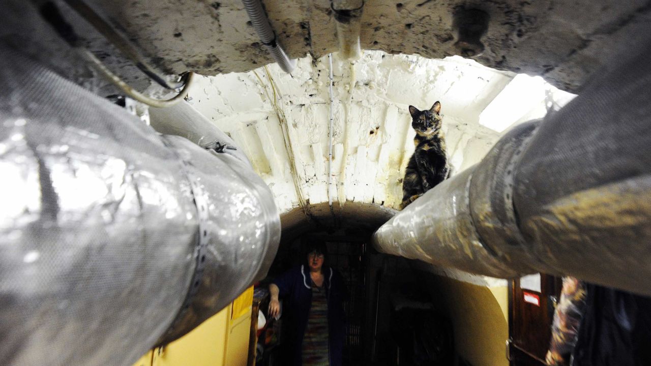 The cats live in the museum's basement.