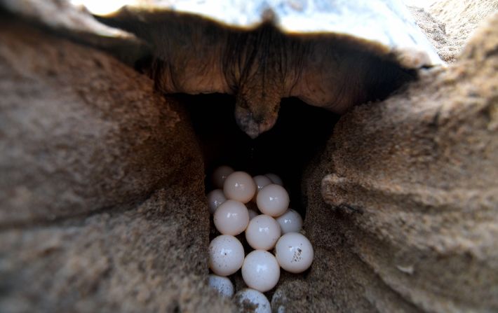 <strong>Olive ridley turtle -- </strong>Paso Pacifico, a conservation organization working in Central America, estimates that poachers in the region destroy more than 90% of sea turtle nests to sell the eggs into the illegal wildlife trade. To trace trafficking routes, it developed decoy eggs with a GPS system that can be placed in real nests to fool poachers. 