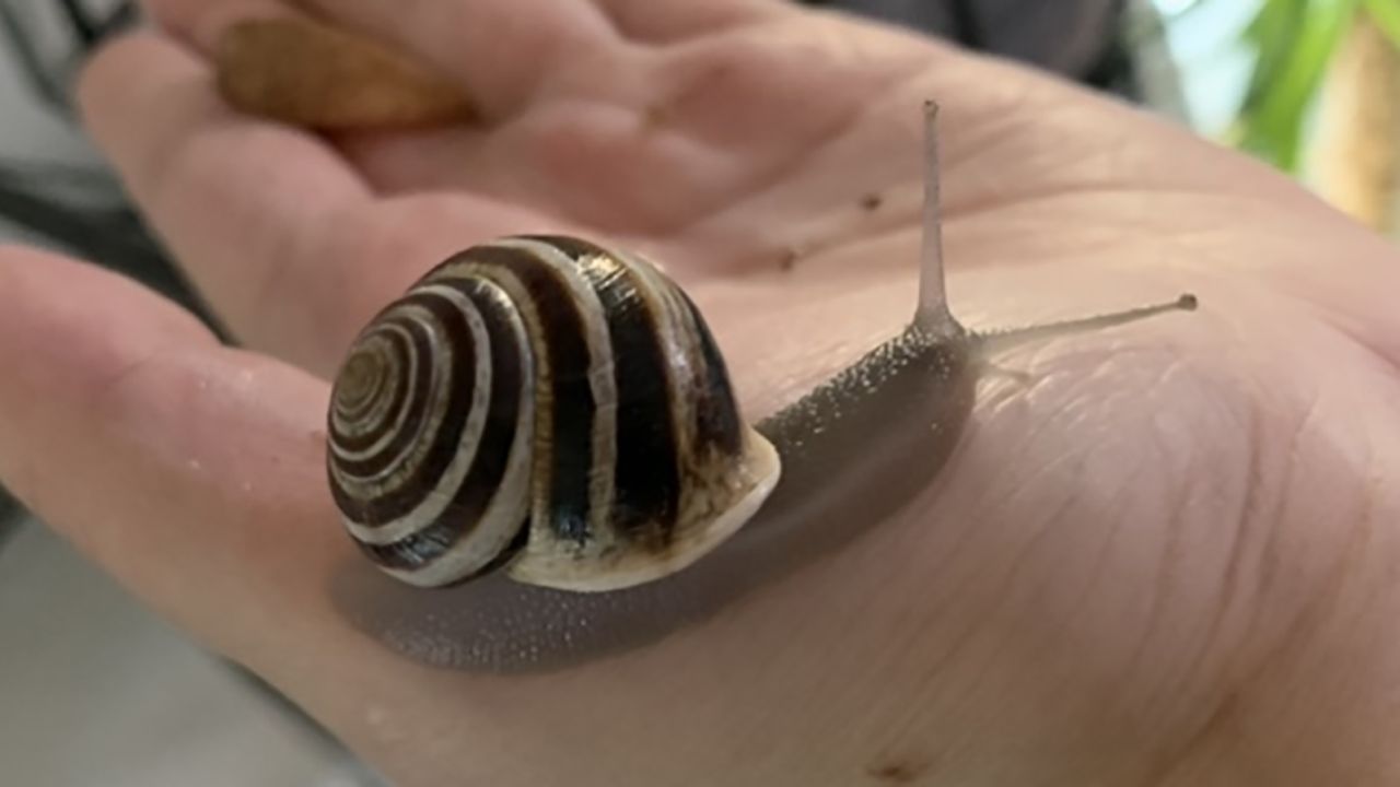 Gabrielle Munoz and Maple the milk snail at home in Cambridge, Massachusetts in October.