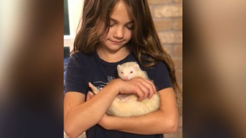 Rachael Adkins' daughter holding Socks the ferret in their home in Woodinville, Washington.
