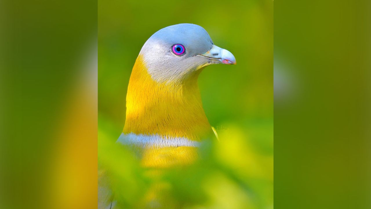 A yellow-footed green pigeon, photographed by Aman Sharma in New Delhi, India.