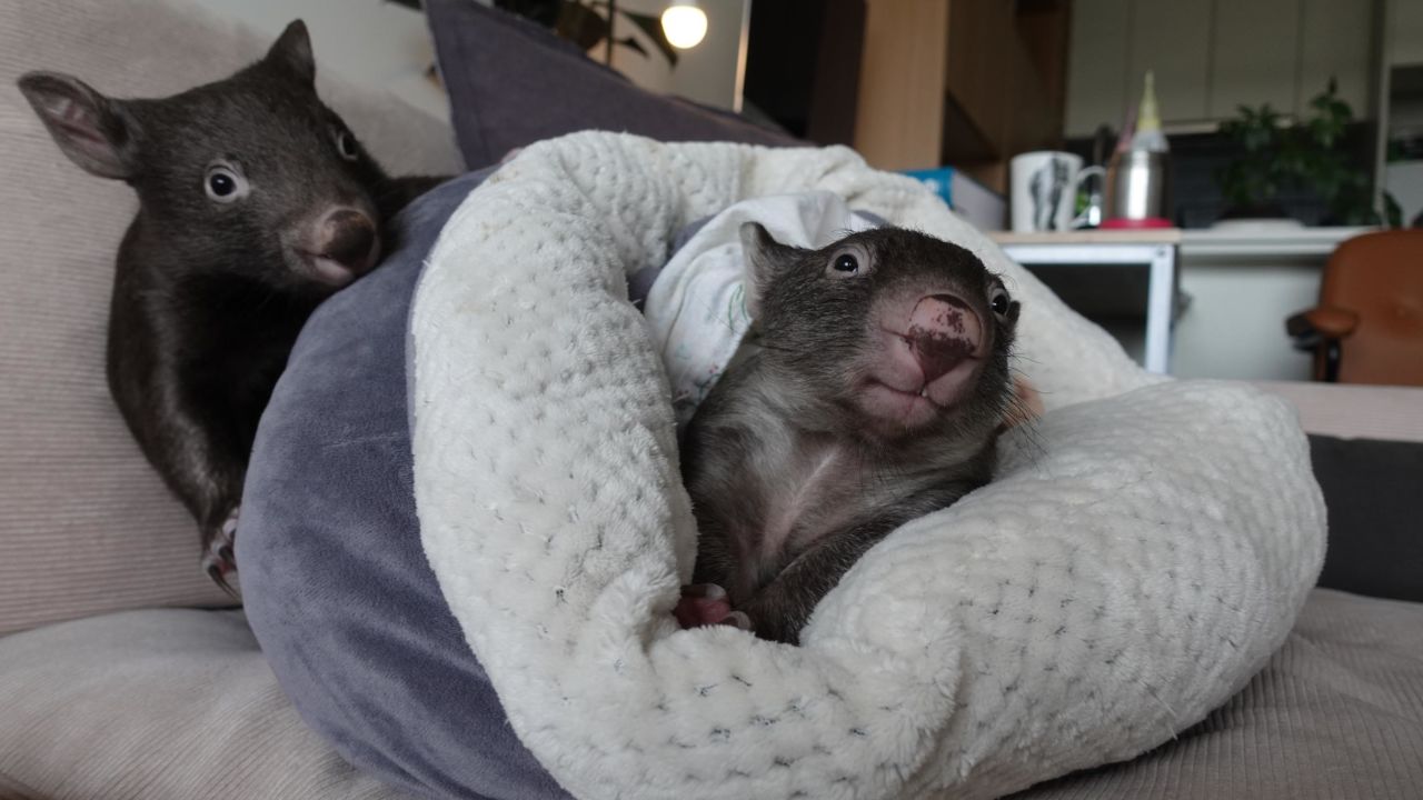 The wombats enjoy jumping onto the couch in Emily Small's home in Melbourne, Australia.
