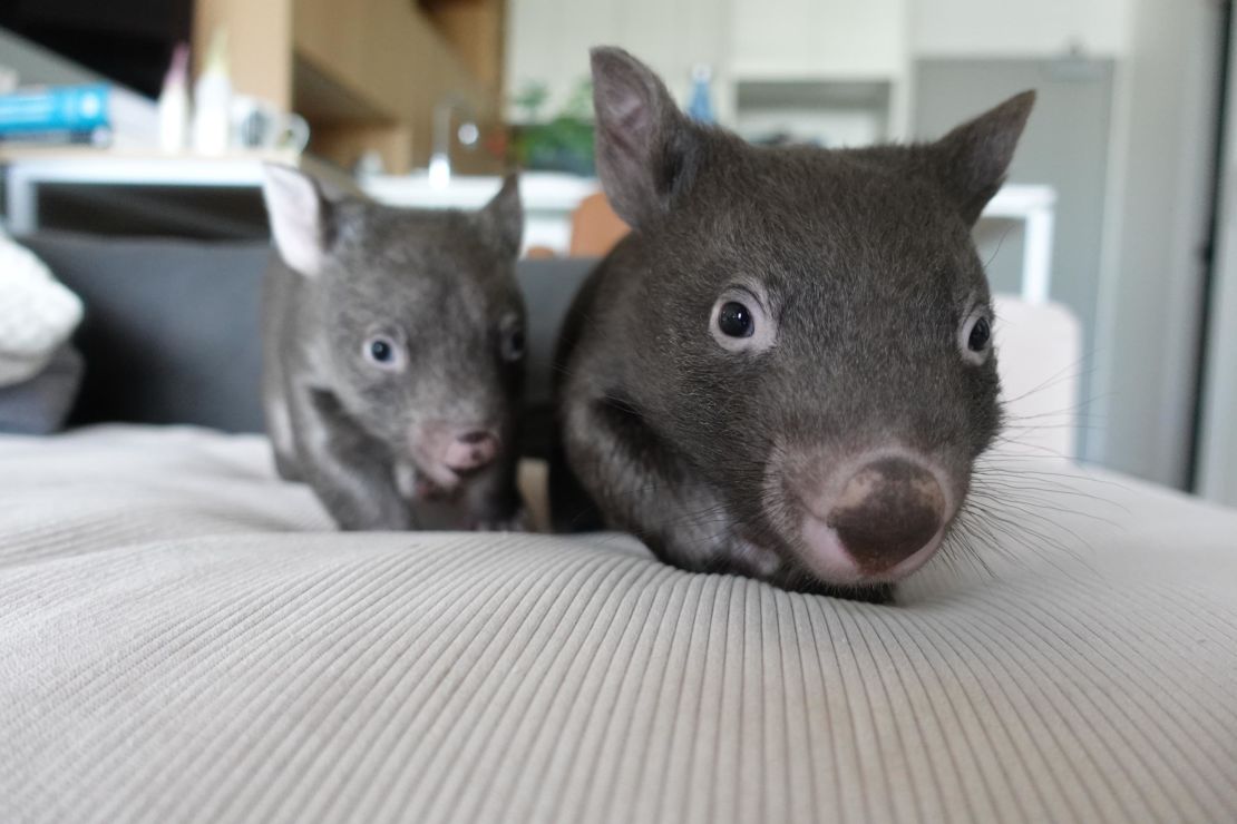 Two of the four wombats that lived with Emily Small in her Melbourne apartment during lockdown.