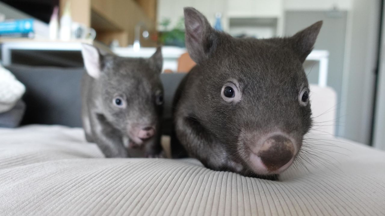 Two of the four wombats that lived with Emily Small in her Melbourne apartment during lockdown.