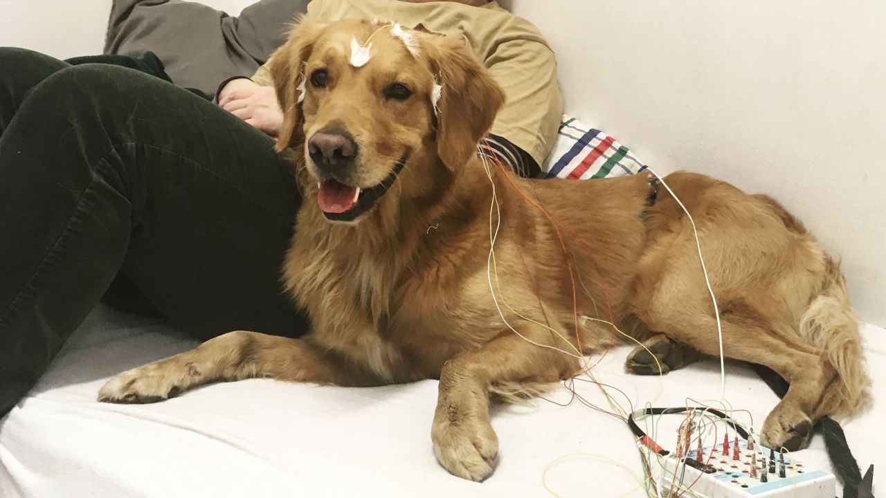 The family dogs had electrodes attached to their heads and were played a series of words while brain activity was measured.