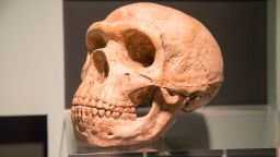Skull of Homo Neanderthalensis, archaeology museum, Jerez de la Frontera, Cadiz Province, Spain.\