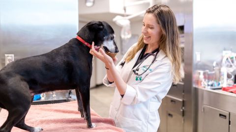 A surge of pet adoptions during the pandemic has meant a lot more business for veterinarians like Danielle Sawyer.