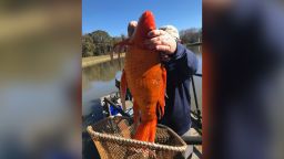 Officials at Greenville County Department of Parks, Recreation and Tourism examined a 9-pound goldfish before releasing it back into the water. 