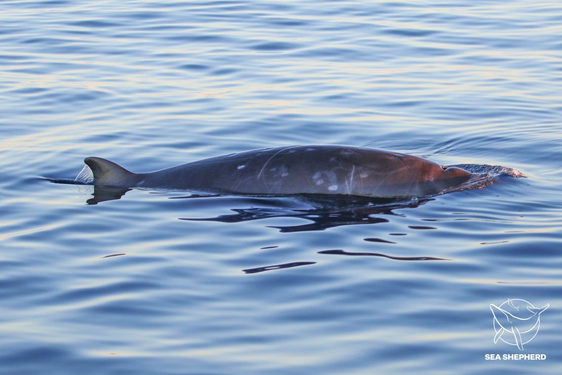 Genetic sampling will confirm whether the whales are a new species.