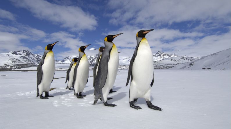 <strong>King penguins --</strong> King penguins are the second largest penguin species in the world (behind emperors). Although they spend much of their time at sea, where they subsist on a diet of lanternfish, they head to land to incubate their eggs and rear chicks. Over the past century king penguin numbers have grown substantially on South Georgia.