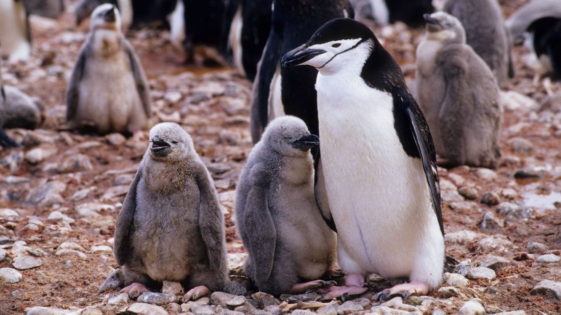 No place like home: scientists discover that male crested penguins