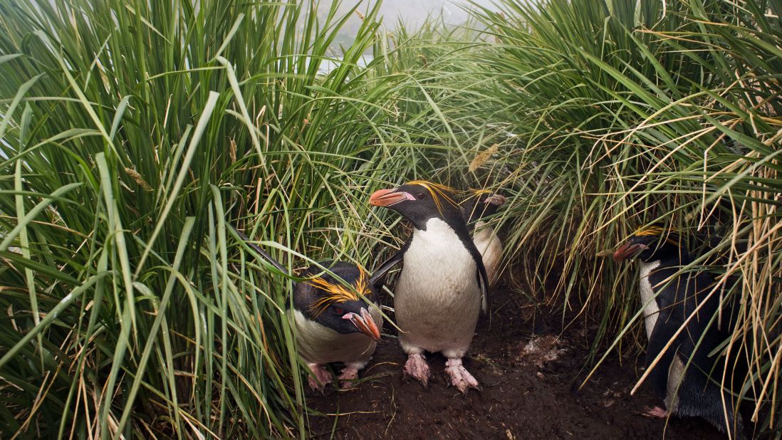 <strong>Macaroni penguins -- </strong>These crested penguins take their name from <a href="https://www.britannica.com/animal/macaroni-penguin" target="_blank" target="_blank">an 18th century European fashion trend</a>. Like kings they spend a lot of time in the open water, but eat krill, a small crustacean. Adults weigh approximately 12 pounds (5.4 kilograms) and can be as tall as 28 inches (71 centimeters). South Georgia's population has declined, although there has been a recent increase, says Norman Ratcliffe of the British Antarctic Survey.