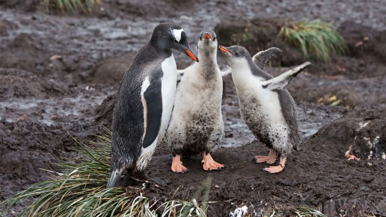 <strong>Gentoo penguins -- </strong>Easily identified by the white feathers above their eyes, gentoos are another krill-eating penguin species living in South Georgia. The third largest penguin species, gentoos can grow up to 37 inches (94 centimeters) and are keen hunters -- in fact, <a href="https://www.britannica.com/animal/gentoo-penguin" target="_blank" target="_blank">they're the fastest underwater bird in the world, reaching speeds up to 22 miles (35 kilometers) per hour.</a>