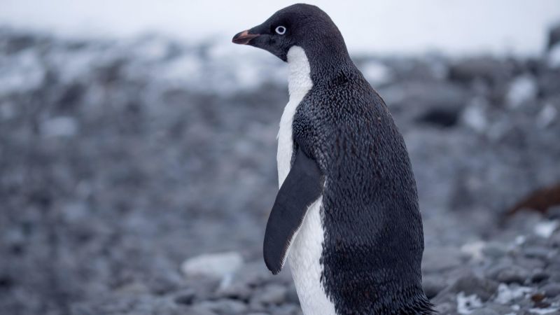 GOROTANS（Penguin) - オブジェ・立体物