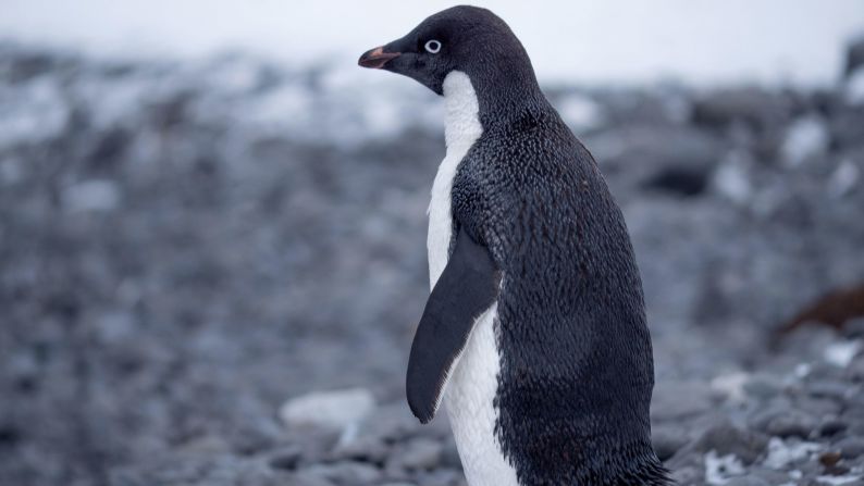 <strong>Adelie penguins</strong> -- South Georgia is the <a href="https://www.gov.gs/docsarchive/Environment/Birds/South%20Georgia%20IBA%20Chapter.pdf" target="_blank" target="_blank">most northerly known breeding location of Adelie penguins, </a>but they are also spread along the South Sandwich Islands archipelago. They like to nest on ice-free ground and can dive to <a href="https://www.britannica.com/animal/Adelie-penguin" target="_blank" target="_blank">560 feet </a>(171 meters) in search of prey.