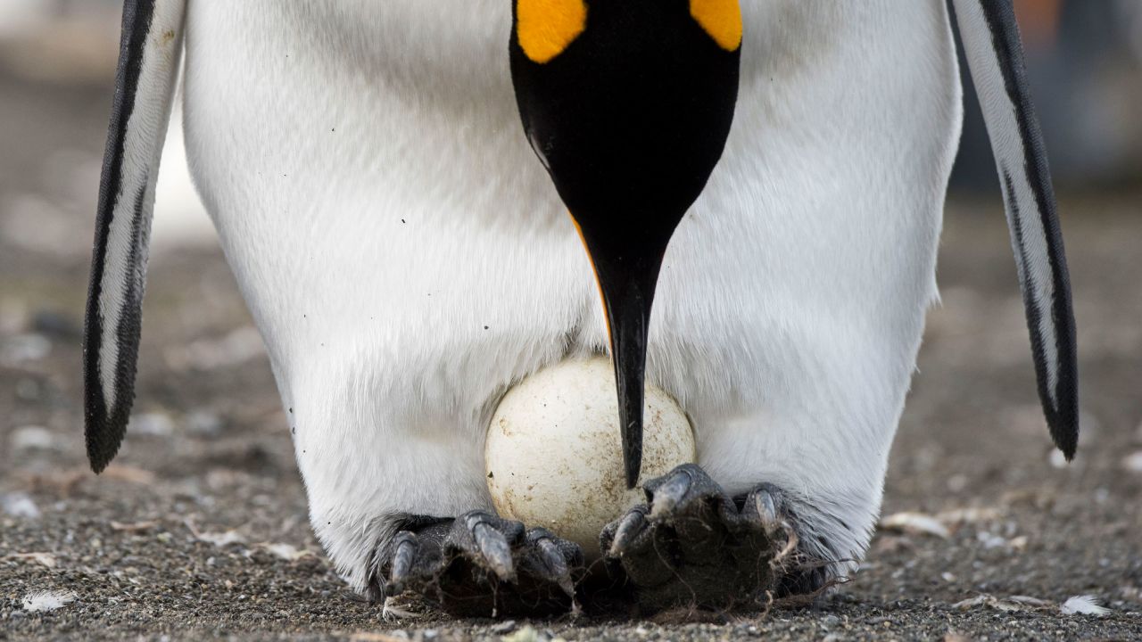 A king penguin turning an egg being incubated at Golden Harbor, South Georgia.