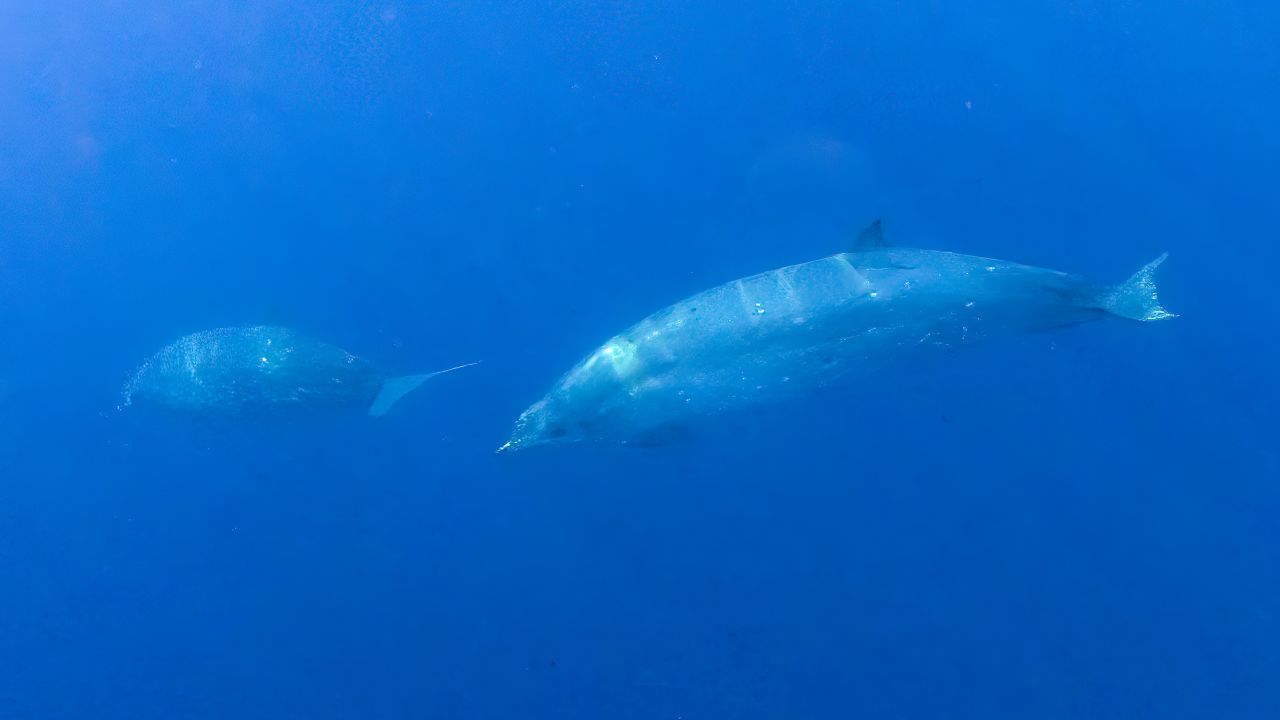 Possible new species of Beaked whale