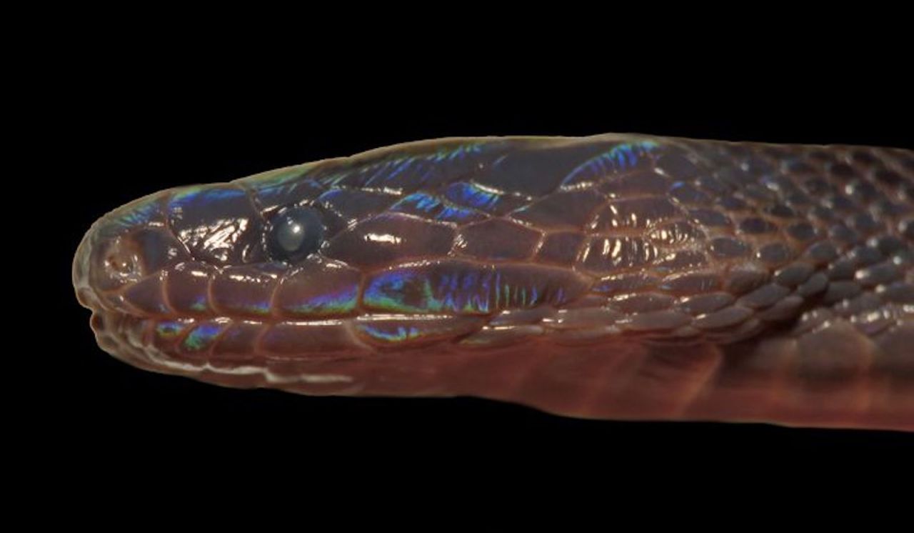 Iridescent snake with shimmering scales discovered in Vietnam | CNN