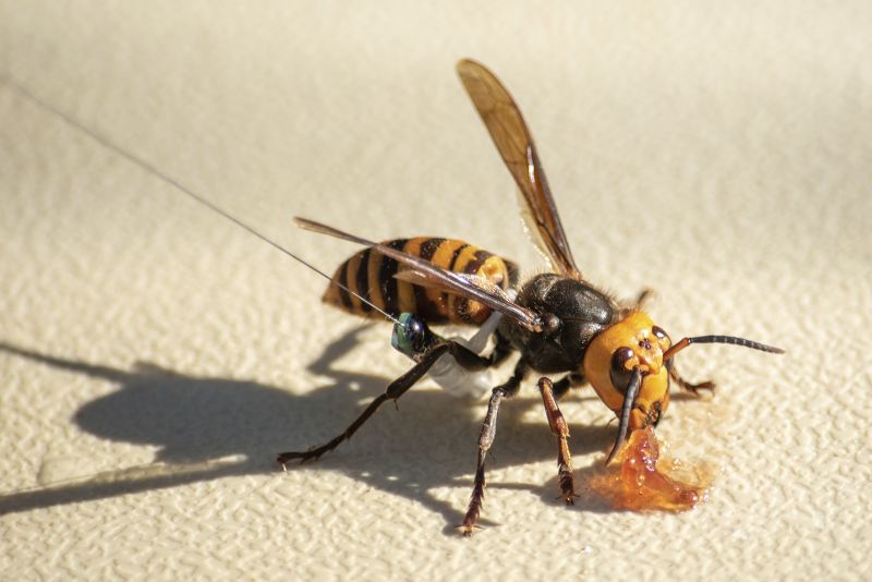 Honeybees Use Poop To Ward Off Those Terrifying Murder Hornets CNN   201209182444 Murder Hornets Honey Bees Asia Trnd 