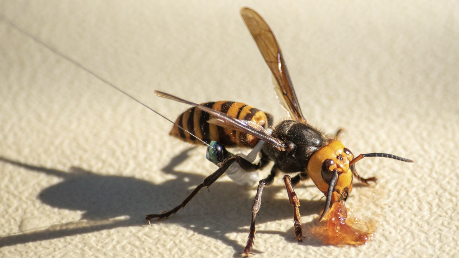 In photo provided by the Washington State Dept. of Agriculture, an Asian Giant Hornet wearing a tracking device is shown Thursday, Oct. 22, 2020 near Blaine, Wash. These hornets are known for attacking and destroying honeybee nests.