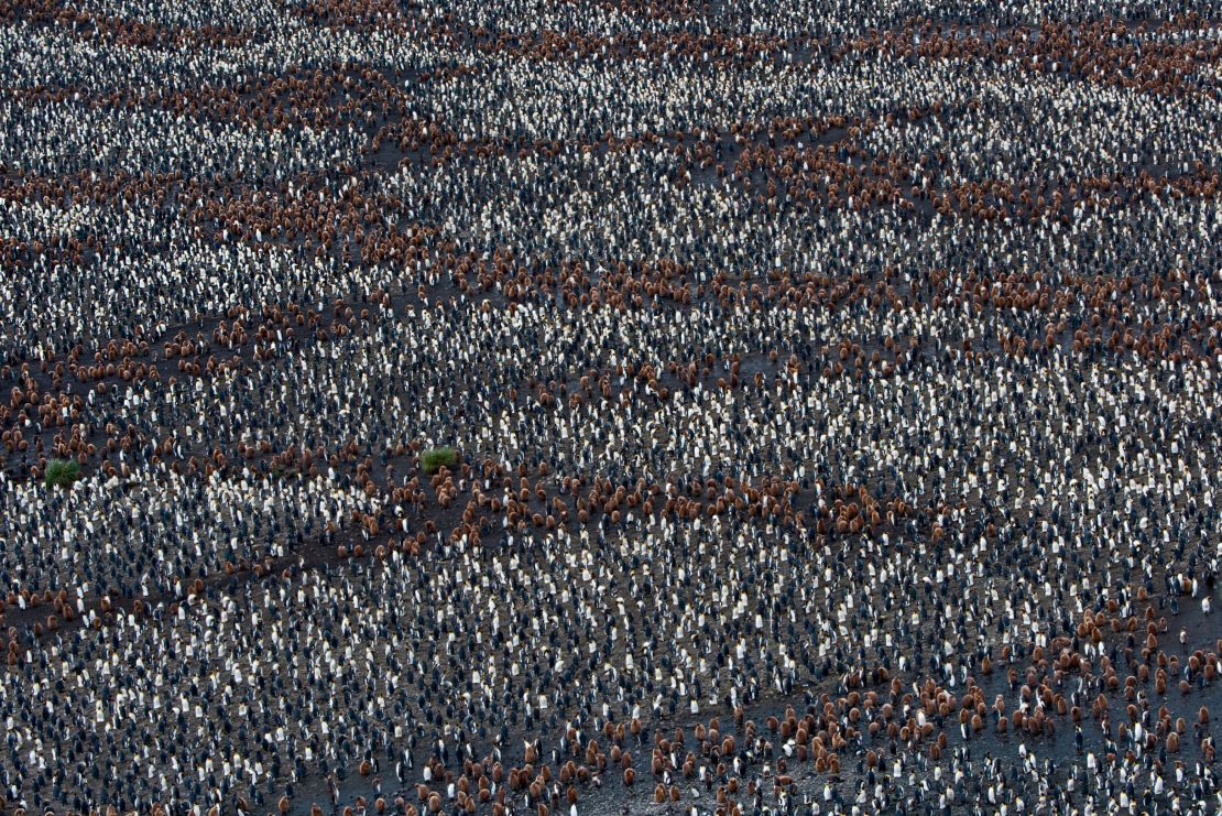 Hundreds of thousands of adult king penguins and their chicks in a vast colony at Salisbury Plain on the north coast of South Georgia.