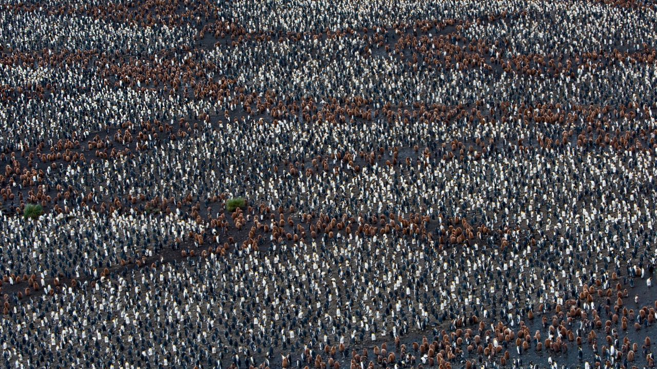 Hundreds of thousands of adult king penguins and their chicks in a vast colony at Salisbury Plain on the north coast of South Georgia.