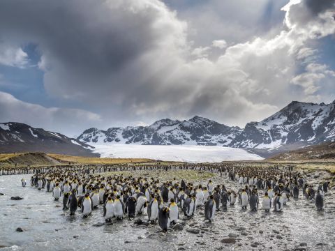<strong>South Georgia -- </strong>Adult king penguins in St Andrews Bay, South Georgia. The colony has grown substantially in the past century, with hundreds of thousands of breeding pairs frequenting the bay every year. Glacial retreat has exposed new land for these seabirds, which do not nest on ice and prefer to moult their feathers in freshwater streams.