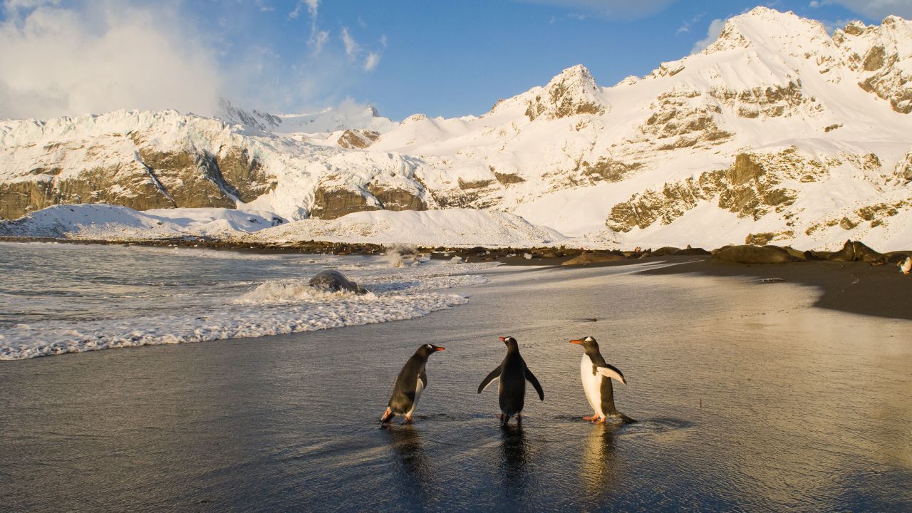 Gentoo penguins forage close to the coast and may benefit from a nutrient boost from a fast-melting iceberg due to their diet of krill.