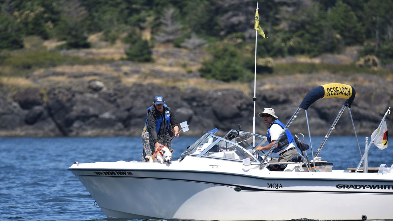 Eba, in action with Deborah Giles (left) and Jim Rappold (right), contributes to orca research conducted by scientists at the University of Washington's Center for Conservation Biology in Seattle.