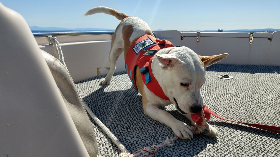 Conservation Canines trains dogs using reward-based training. After locating killer whale scat, Eba plays with a prized ball. 