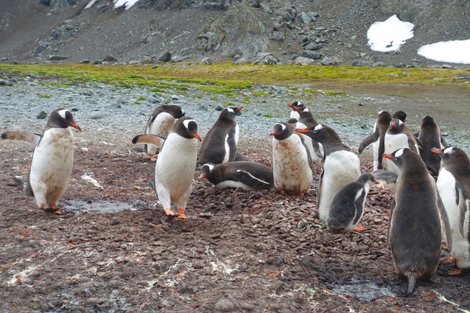 Penguins tending a nest on the beach on Livingston Island, Antarctica, in January 2020. Researchers recently discovered a <a href="https://edition.cnn.com/2020/02/14/world/antarctic-peninsula-climate-change-scn-trnd/index.html" target="_blank">dramatic decline</a> in Antarctic penguin populations -- some colonies have decreased by <a href="https://edition.cnn.com/2020/02/10/world/chinstrap-penguin-decline-scli-intl-scn/index.html" target="_blank">more than 75%</a> over 50 years.