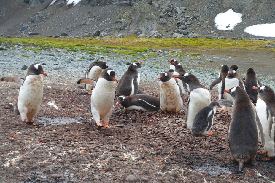 Penguins tending a nest on the beach on Livingston Island, Antarctica, in January 2020. Researchers recently discovered a <a href="https://edition.cnn.com/2020/02/14/world/antarctic-peninsula-climate-change-scn-trnd/index.html" target="_blank">dramatic decline</a> in Antarctic penguin populations -- some colonies have decreased by <a href="https://edition.cnn.com/2020/02/10/world/chinstrap-penguin-decline-scli-intl-scn/index.html" target="_blank">more than 75%</a> over 50 years.