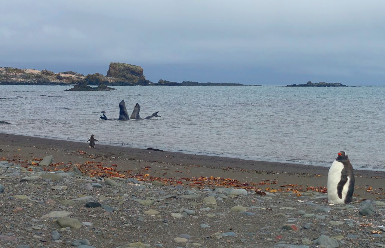The Antarctic peninsula is one of the fastest warming regions on the planet and its wildlife is also experiencing the impact of climate change. Warming has <a href="https://edition.cnn.com/2020/02/14/world/antarctic-peninsula-climate-change-scn-trnd/index.html" target="_blank">reduced the availability</a> of krill -- tiny crustaceans that are the primary food source for penguins, and are also eaten by seals.