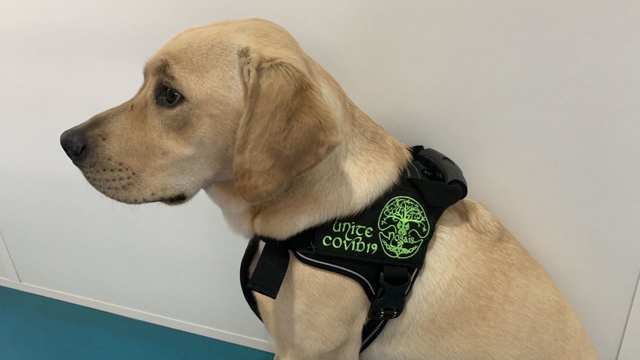 Shown here is one of the detection dogs that took part in the study. 