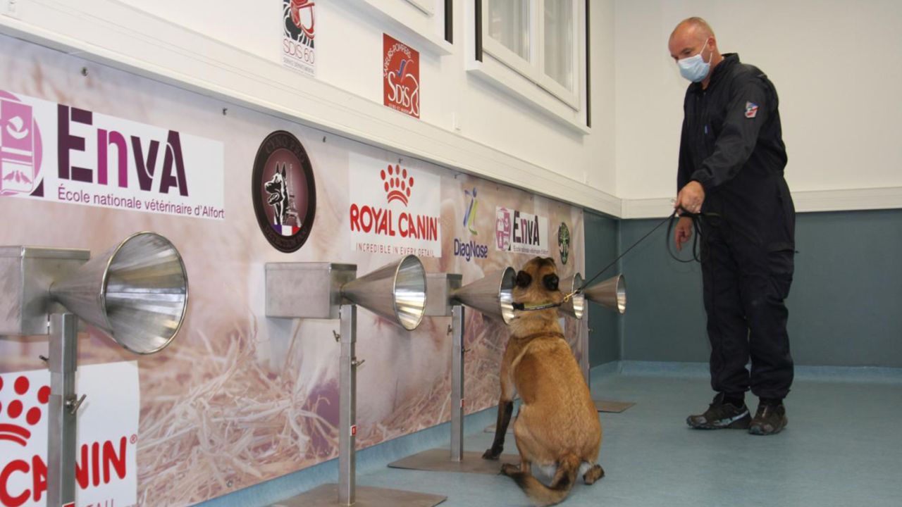 A trained dog takes part in a Covid-19 sniffing test.