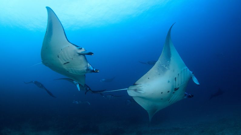 <strong>Coral Triangle: </strong>Giant rays often gather at Manta Alley to feed on plankton.