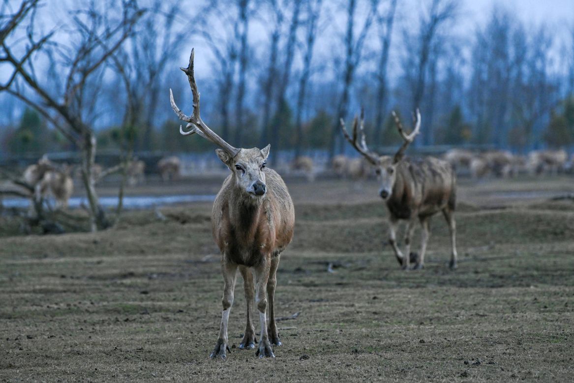 An elk is missing an antler at a natural reserve in Yancheng, China, on Sunday, December 6.
