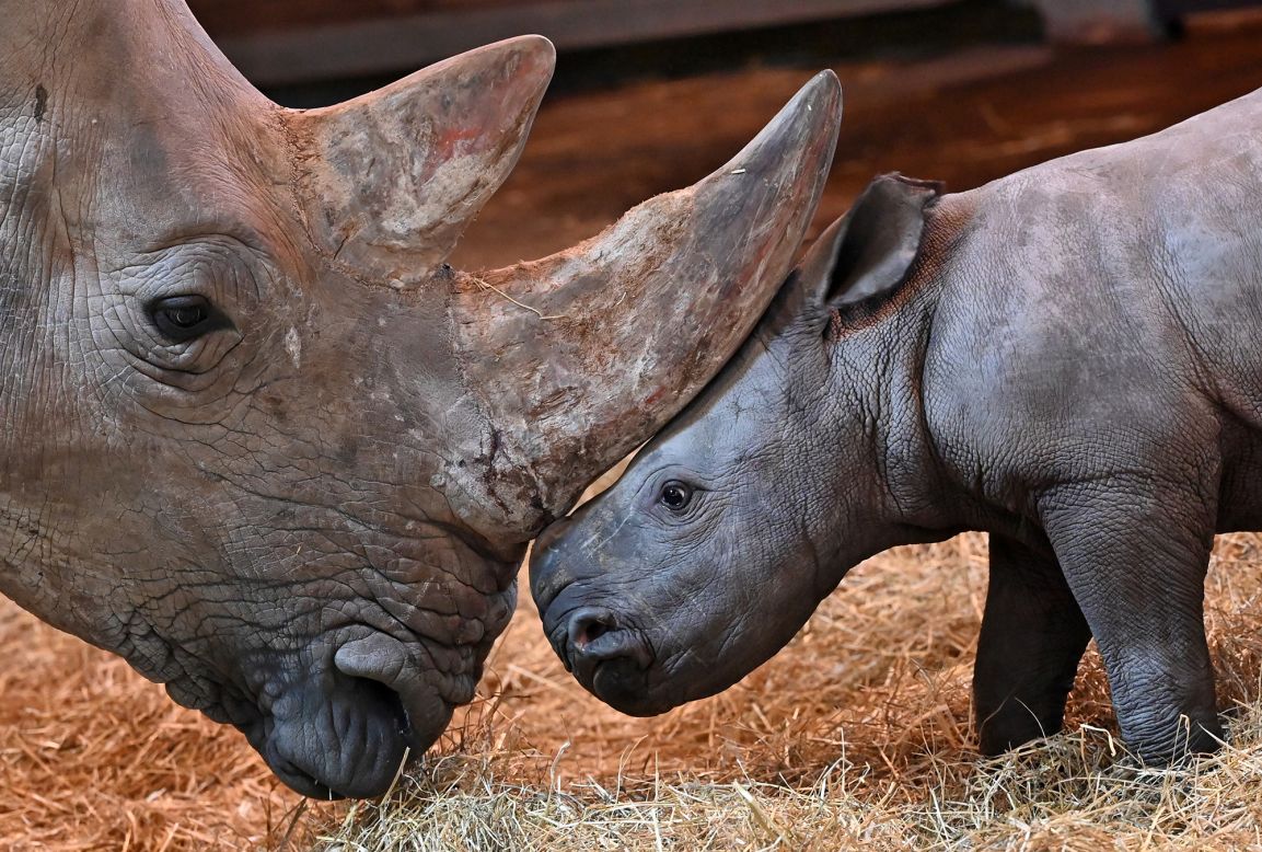 A baby rhinoceros stands next to his mother at a zoo in Erfurt, Germany, on Wednesday, December 9. The young rhino, who didn't have a name yet, was born on November 28.