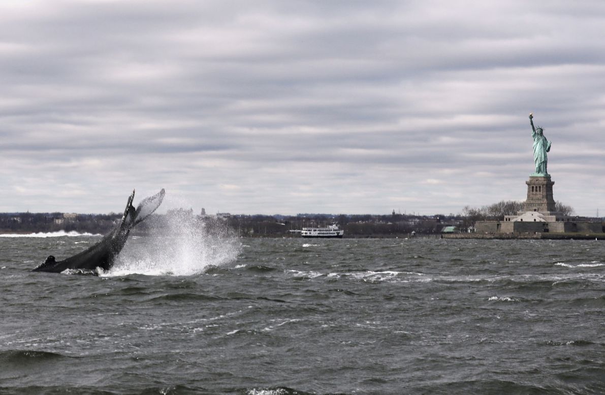 A humpback whale surfaces near the Statue of Liberty in New York on Tuesday, December 8.