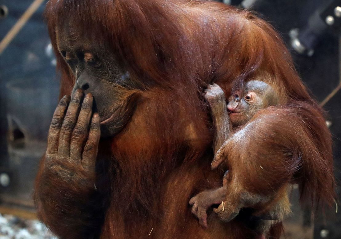Mathal, an 11-day-old baby orangutan, is held by his mother, Sari, at the Pairi Daiza zoo in Brugelette, Belgium, on Wednesday, December 9.